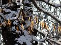 2010-01-05, Schnee (3)